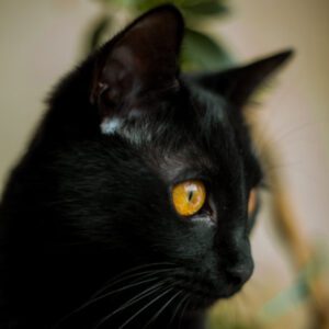 Black cat at Cat cafe Hobart