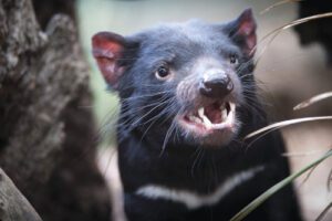 Tasmanian Devil at Bonorong Wildlife Park