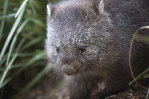 Wombat at Bonorong Wildlife Park